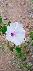 Ipomoea incarnata