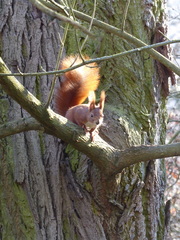 Sciurus vulgaris