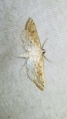 Parapoynx allionealis