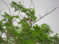 Myiarchus yucatanensis