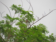 Myiarchus yucatanensis