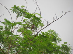 Myiarchus yucatanensis