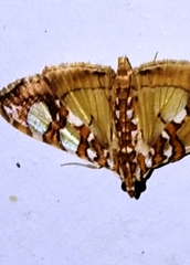 Glyphodes sibillalis