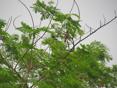 Myiarchus yucatanensis