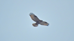 Buteo japonicus