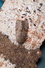 Orthosia incerta