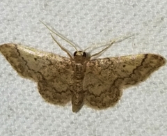 Idaea celtima