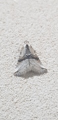Zebeeba falsalis