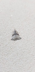 Zebeeba falsalis