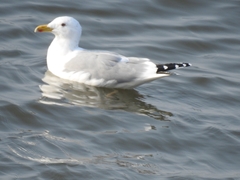 Larus argentatus