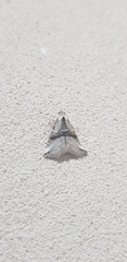 Zebeeba falsalis