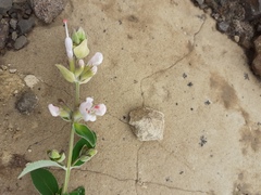 Syncolostemon