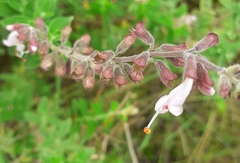 Syncolostemon