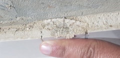 Dicrognophos sartata