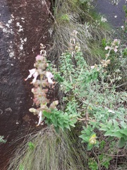 Syncolostemon