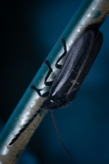 Lampyridae
