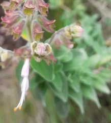 Syncolostemon