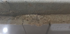 Dicrognophos sartata
