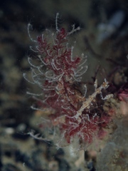 Phtisica marina