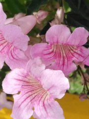 Podranea