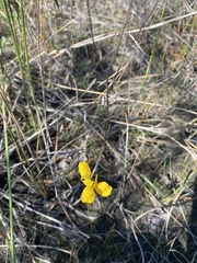 Utricularia cornuta image
