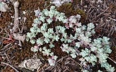 Sedum pedicellatum