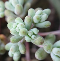 Sedum pedicellatum
