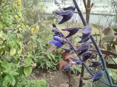 Salvia macrophylla