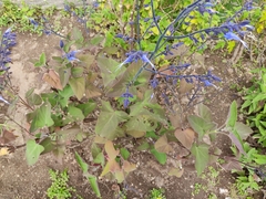 Salvia macrophylla