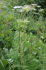 Selinum alatum
