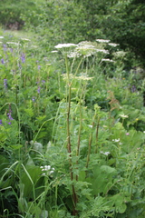 Selinum alatum