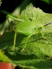 Odontura glabricauda