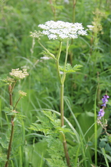 Selinum alatum