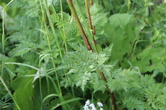 Selinum alatum