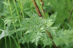 Selinum alatum