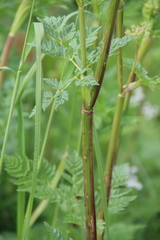 Selinum alatum