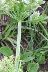 Selinum alatum