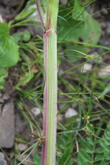 Selinum alatum
