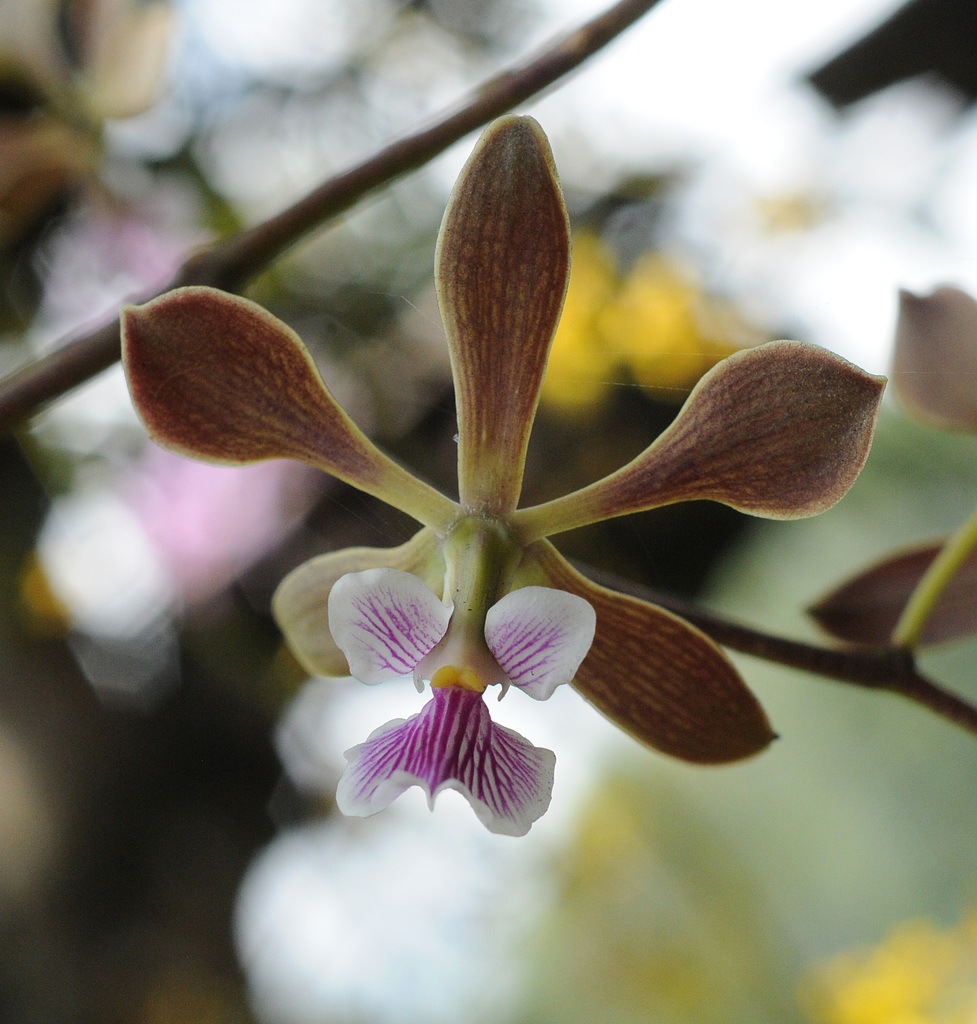 Encyclia replicata