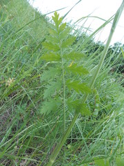 Pastinaca clausii
