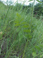 Pastinaca clausii