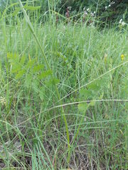 Pastinaca clausii