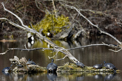 Trachemys scripta