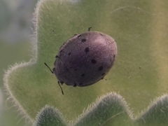 Epilachna obscurella