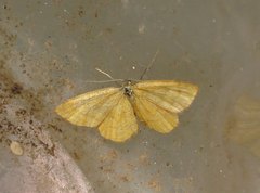 Idaea flaveolaria