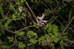 Fumaria judaica judaica