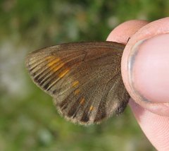 Erebia pharte