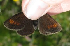 Erebia pharte