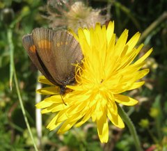 Erebia pharte
