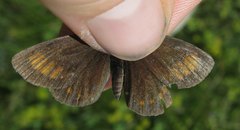 Erebia pharte